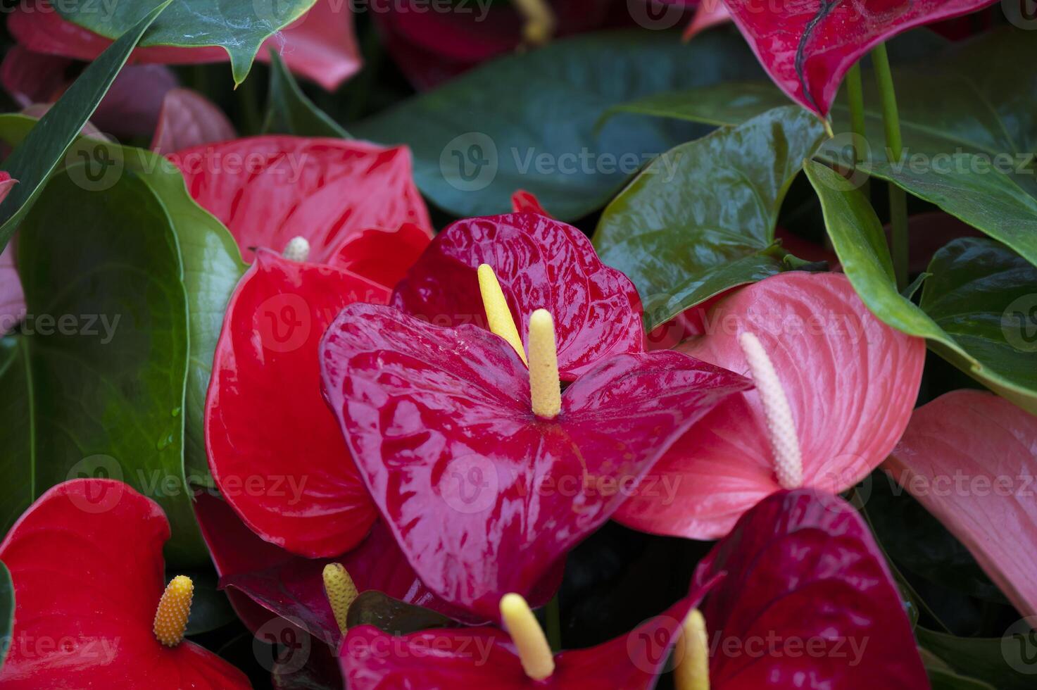 Anthurium isolated on background. Spring and tropical flowers photo
