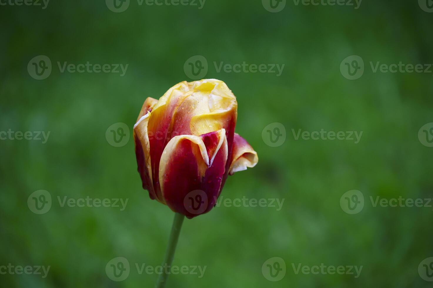 Close-up of blooming tulip in Keukenhof, Netherlands. The tulip is an ornamental flower of the genus of liliaceae plants, formed by a single flower on each stem photo
