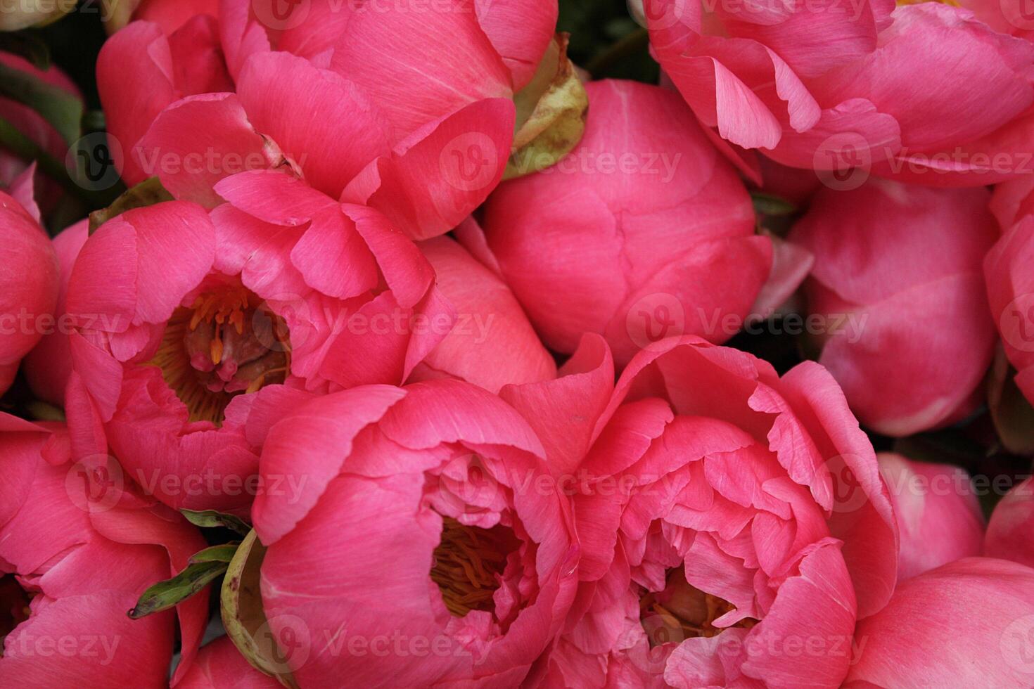 Elegant Deep Pink Peony Flowers at a Market photo