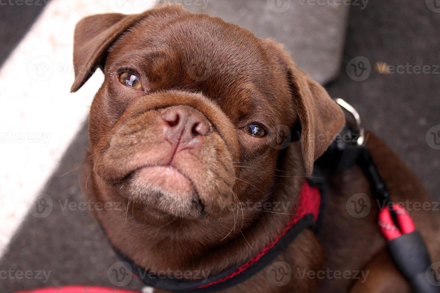 Adorable Brown Baby Pug Puppy at a Farmers Market photo