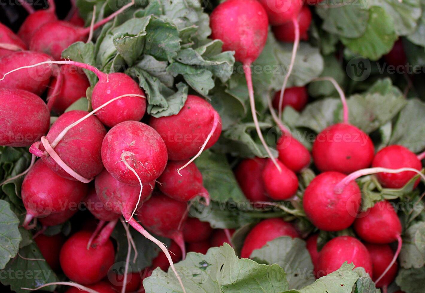Fresh Bunches of Red Radishes photo