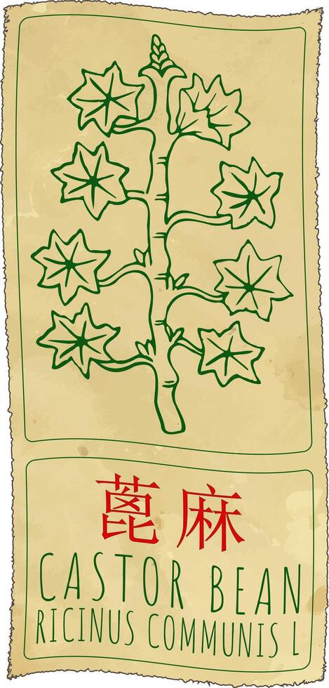Drawing CASTOR BEAN in Chinese. Hand drawn illustration. The Latin name is RICINUS COMMUNIS L. vector