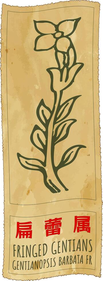 Drawing FRINGED GENTIANS in Chinese. Hand drawn illustration. The Latin name is GENTIANOPSIS BARBATA FR. vector