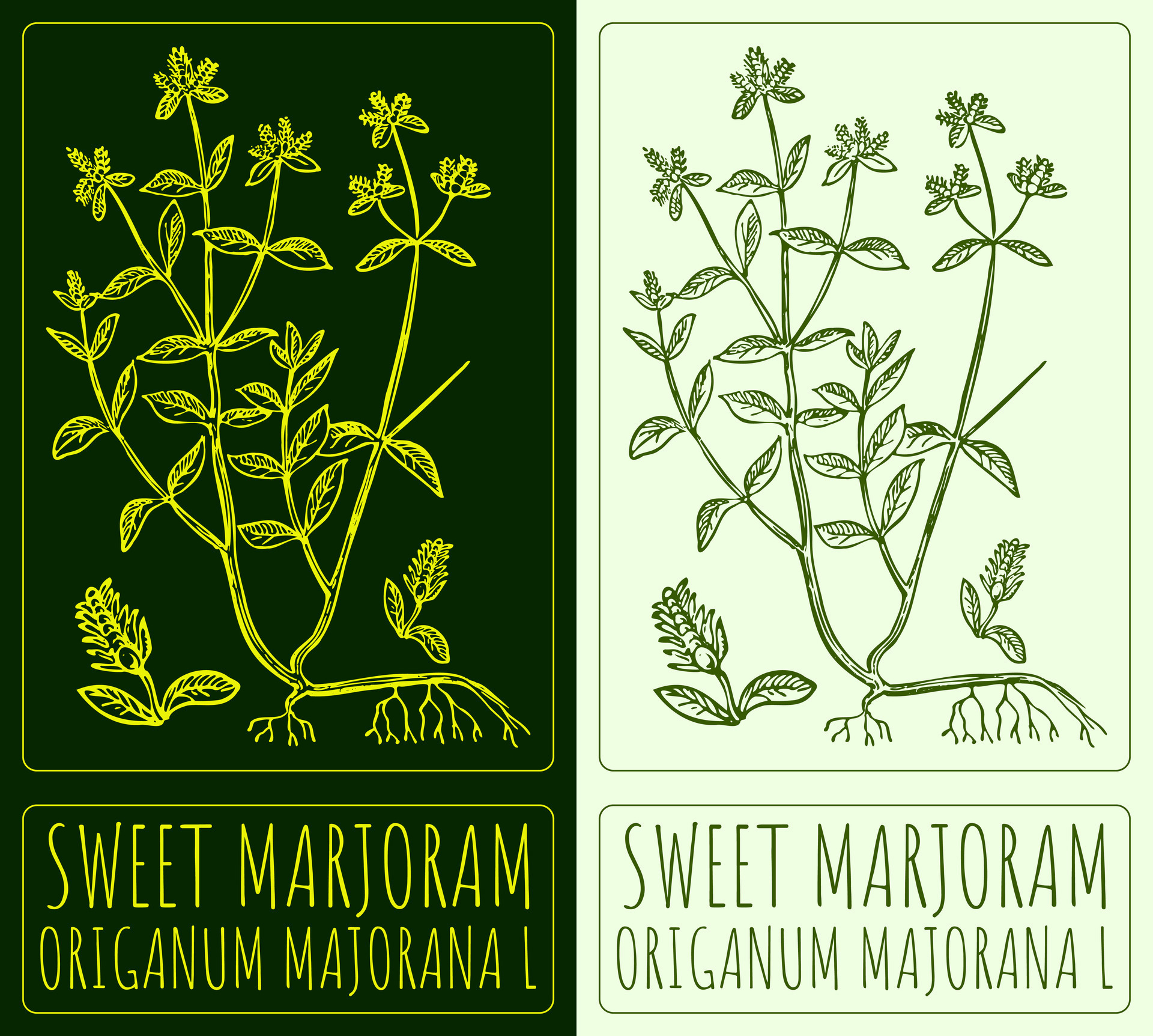Drawing SWEET MARJORAM. Hand drawn illustration. The Latin name is
