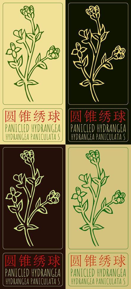 Set of drawing PANICLED HYDRANGEA in Chinese in various colors. Hand drawn illustration. The Latin name is HYDRANGEA PANICULATA S. vector