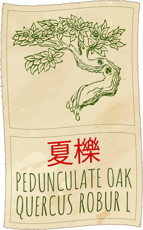 Drawing PEDUNCULATE OAK in Chinese. Hand drawn illustration. The Latin name is QUERCUS ROBUR L. vector