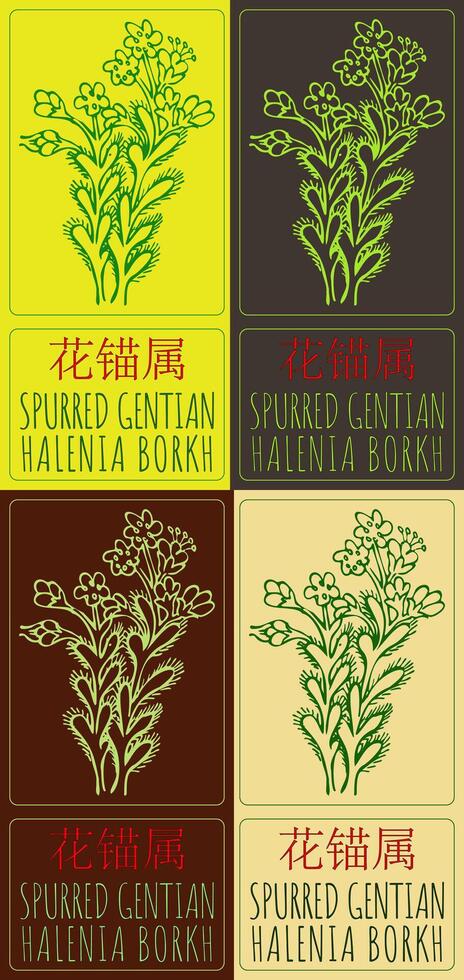 Set of drawing SPURRED GENTIAN in Chinese in various colors. Hand drawn illustration. The Latin name is HALENIA BORKH. vector
