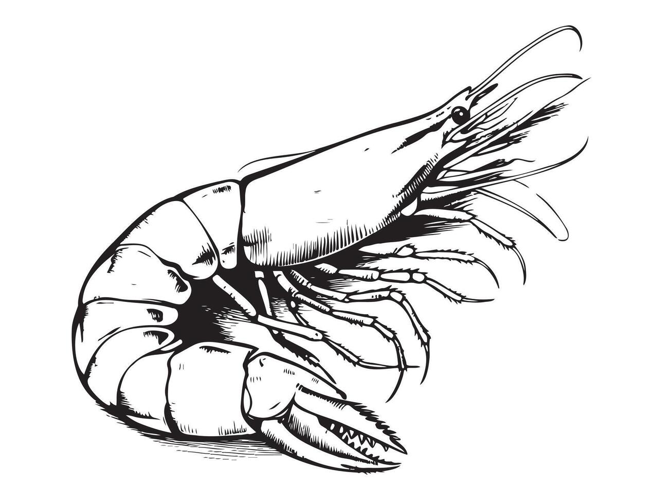 Large shrimp sketch, hand drawn prawn in engraved graphic style vector