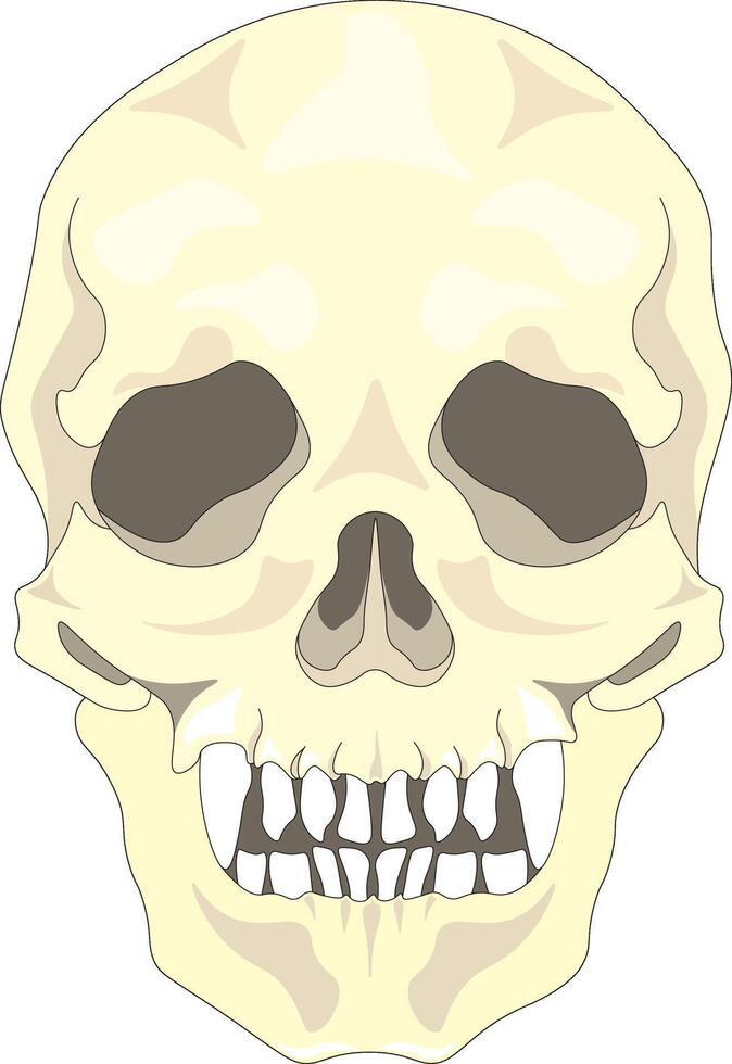 Human skull illustration vector
