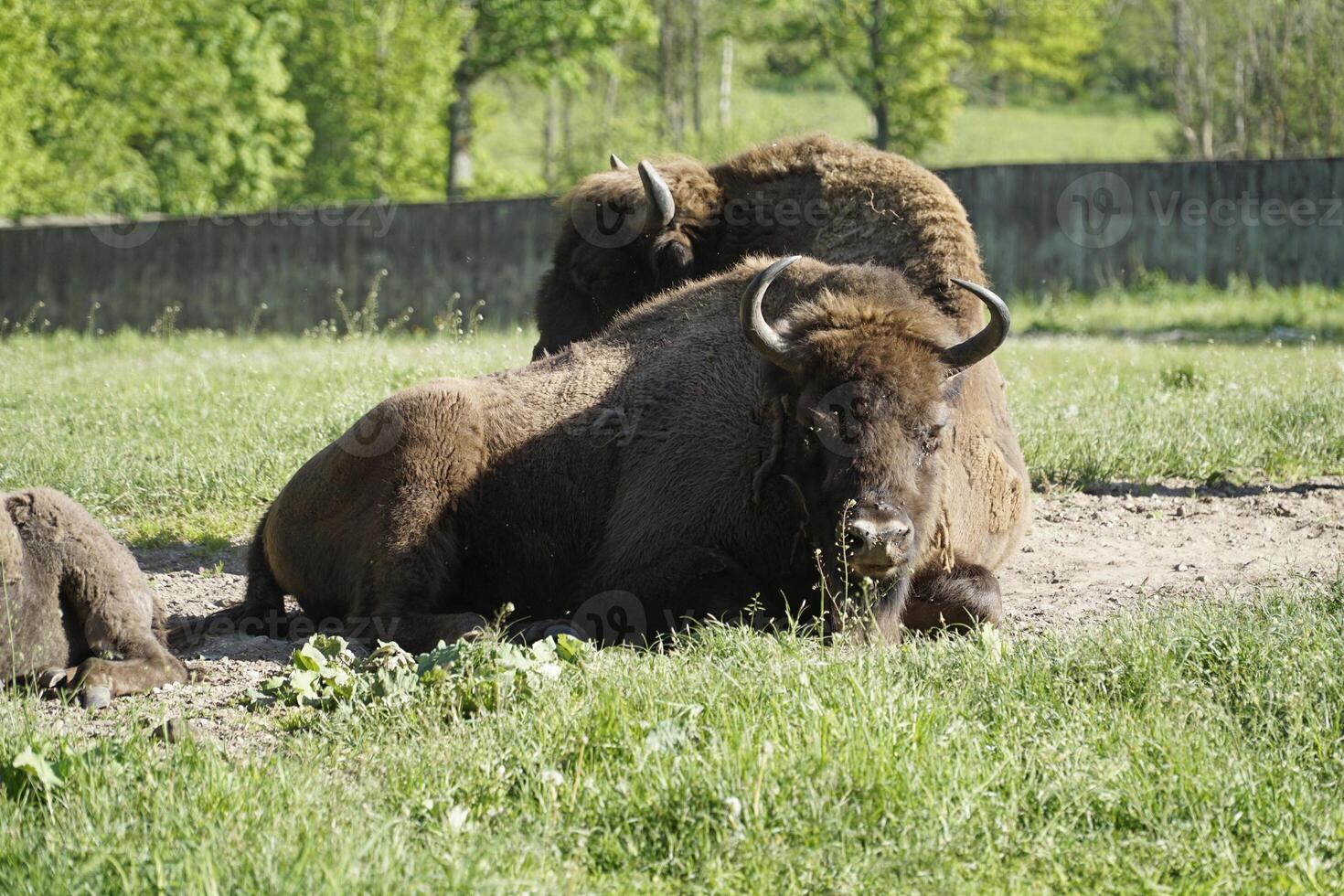 European bison laying on a grass photo