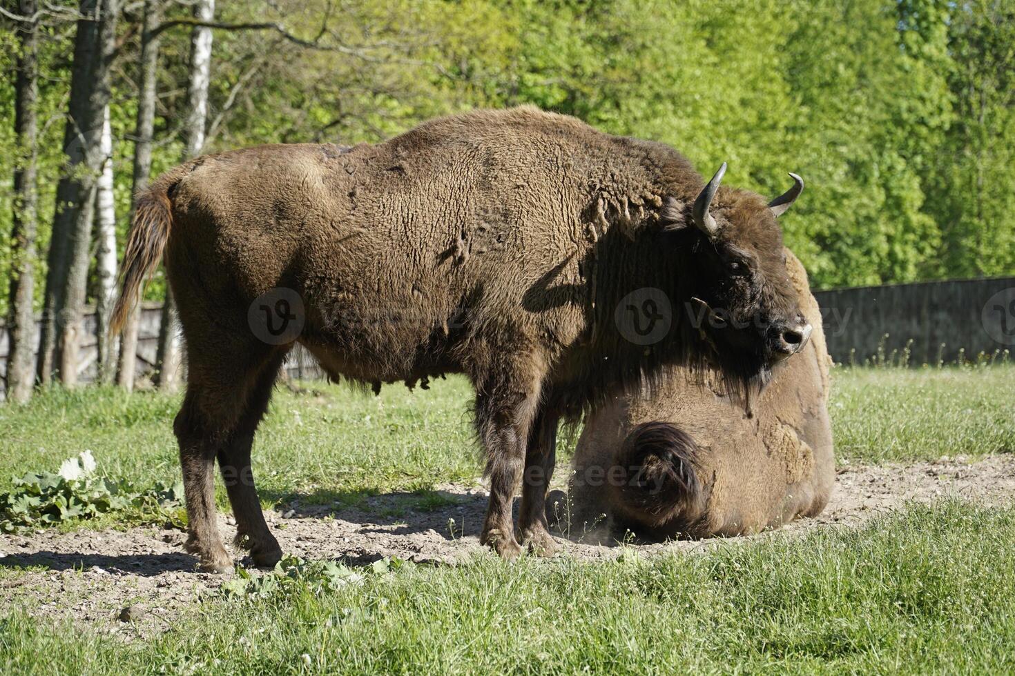 European bisons laying on field photo