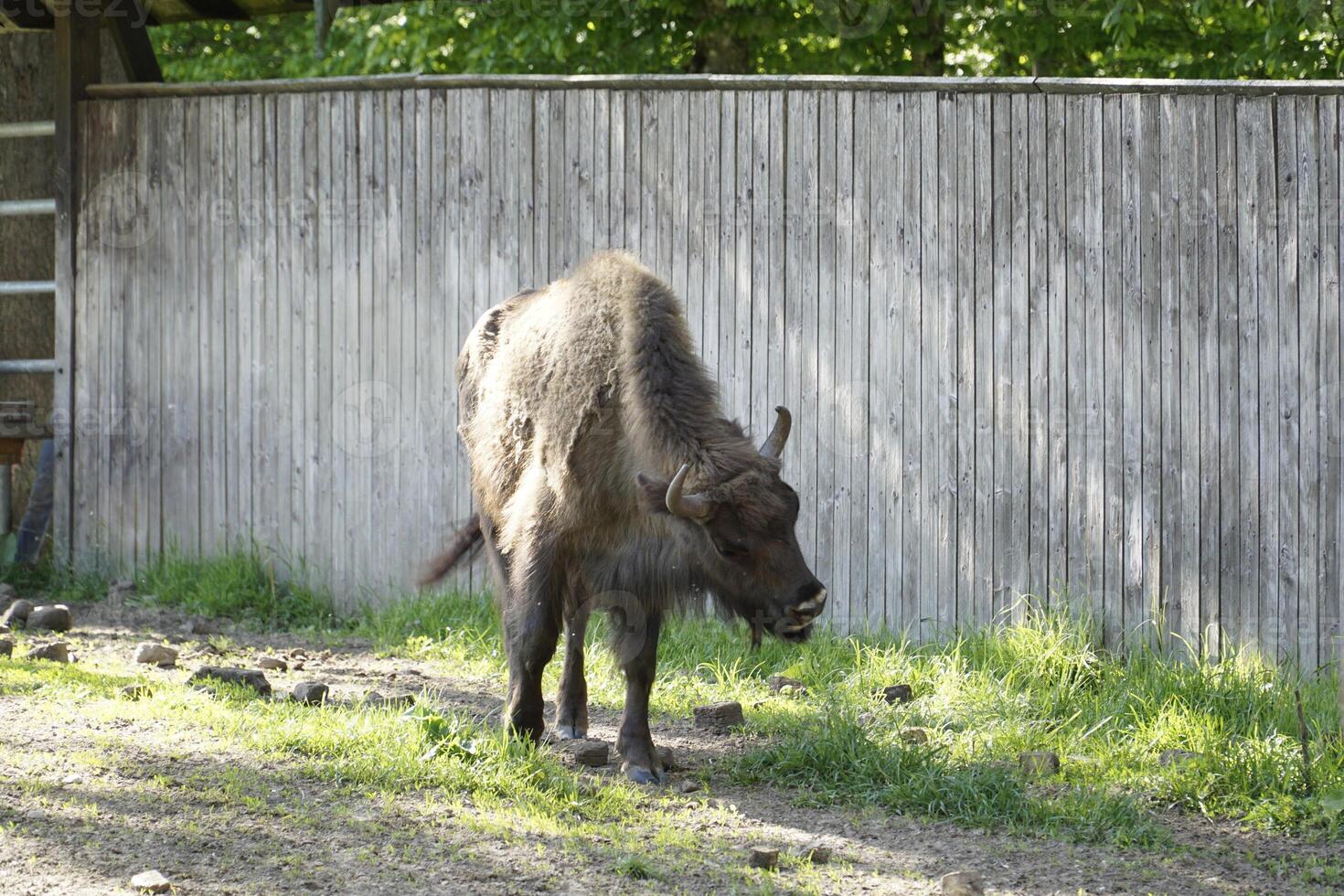 Young european bison and wooden fence photo