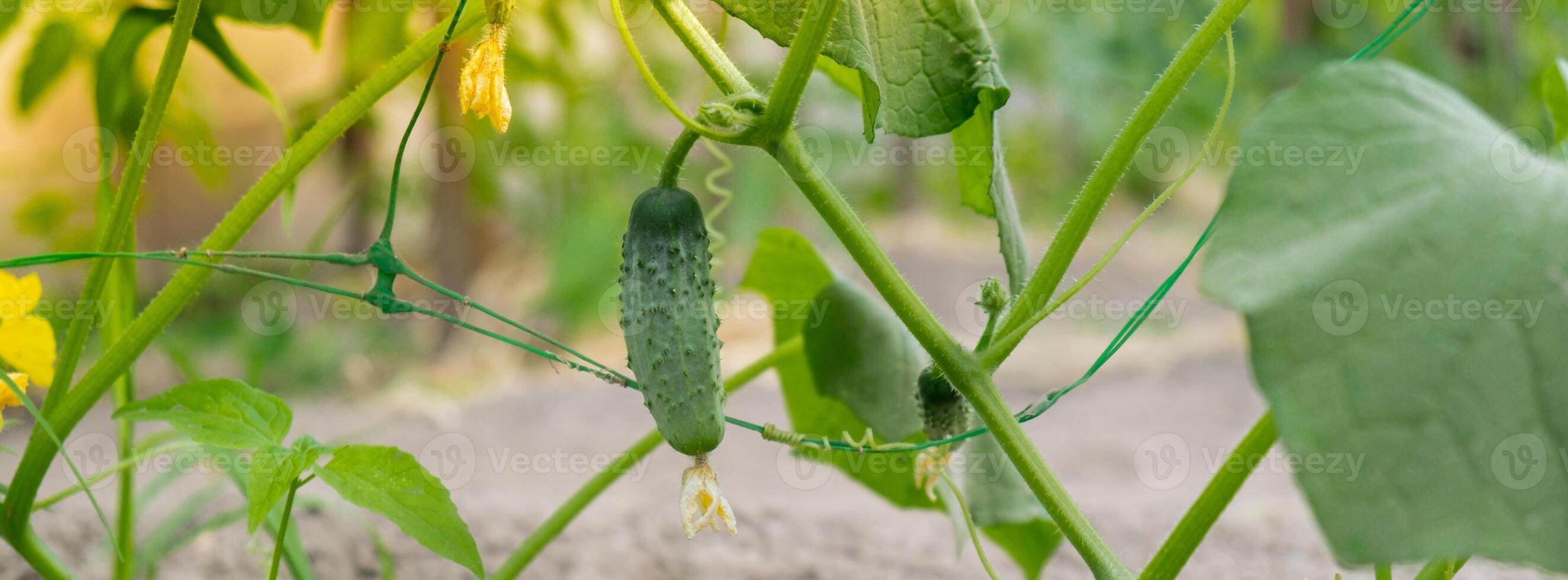 Glass Hothouse with green bush of raw grown cucumber farming. Cucumber ripening on hanging stalk in greenhouse. Eco friendly vegan food produce photo