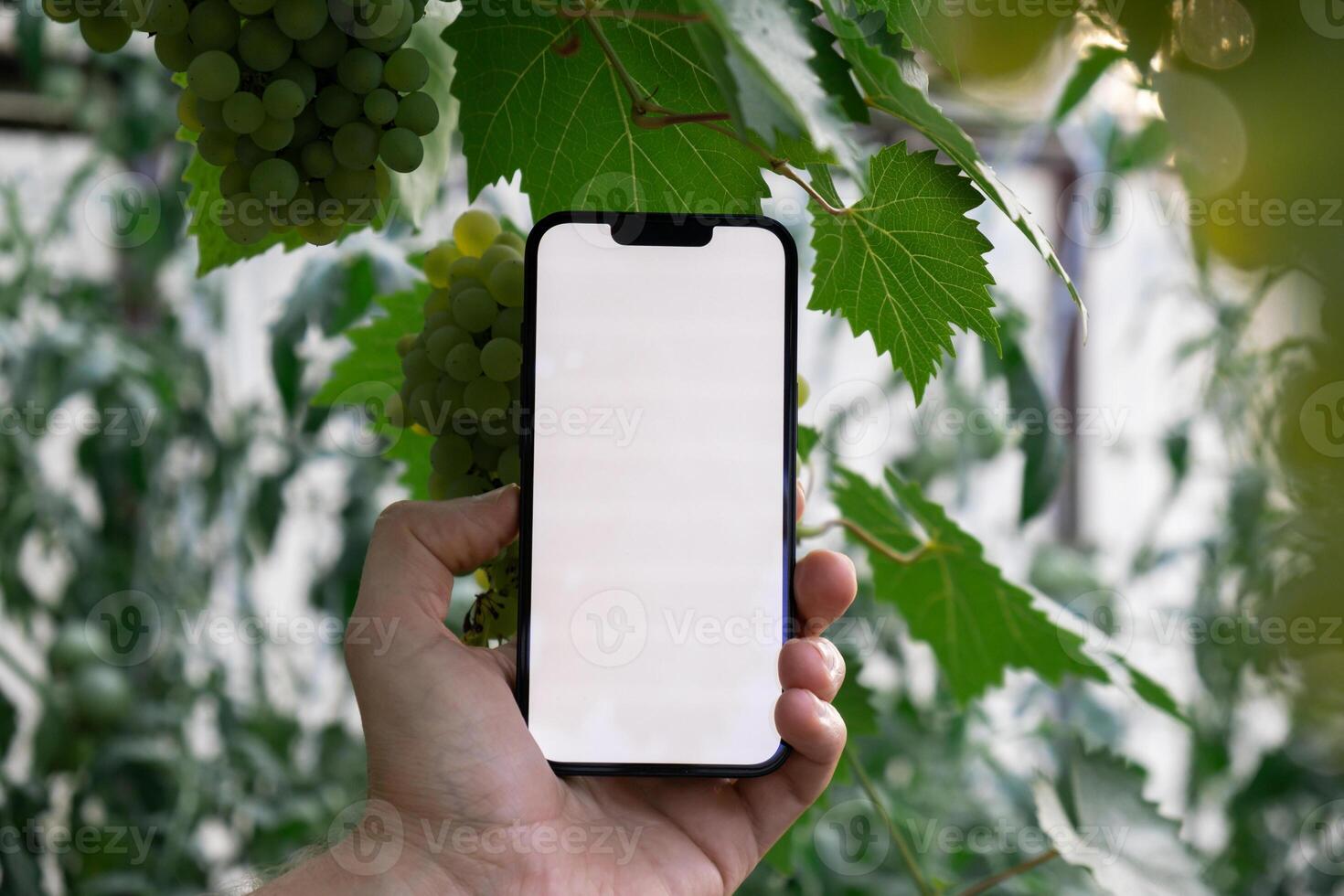Farmer hand holding mobile phone with empty white screen. Mock up outside on farm agriculture concept. Green grapes background. Harvesting technology innovations photo