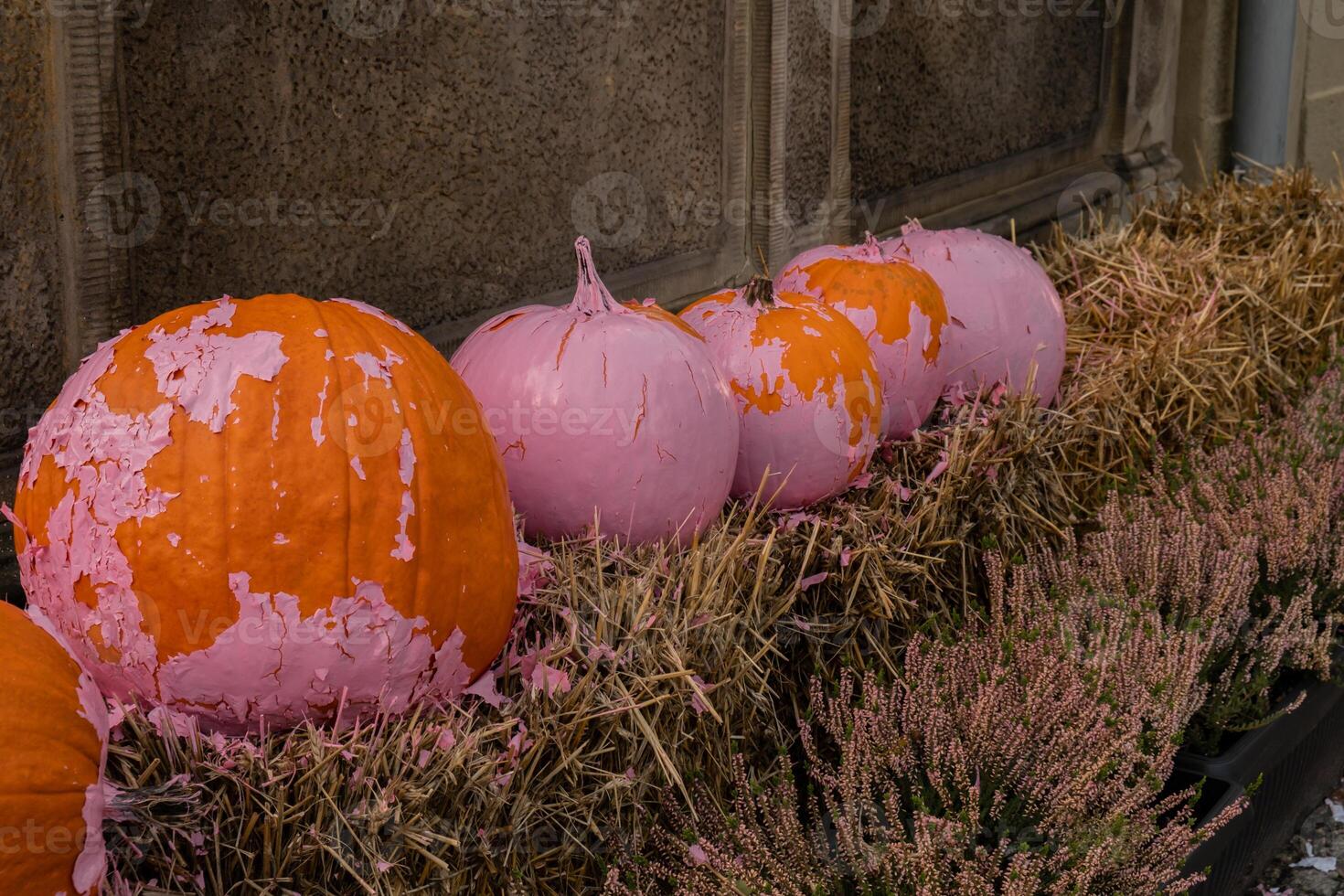 Fall cozy pink colored pumpkins in autumn outside. Thanksgiving or Halloween holiday decoration. House entrance in festive seasonal decor. Atmosphere aesthetic photo