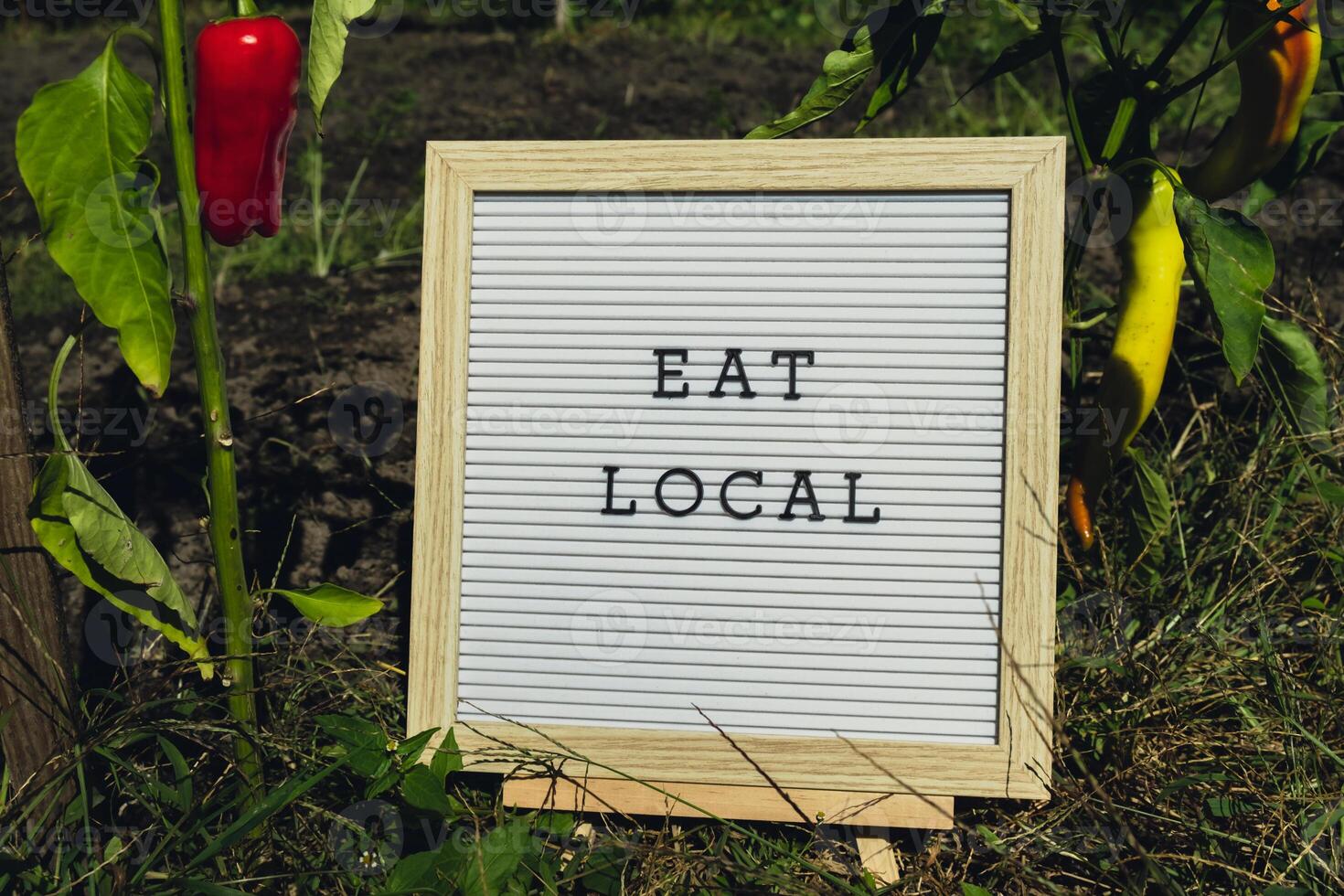 Letter board with text EAT LOCAL on background of garden bed with bell pepper. Organic farming, produce local vegetables concept. Supporting local farmers. Seasonal market photo