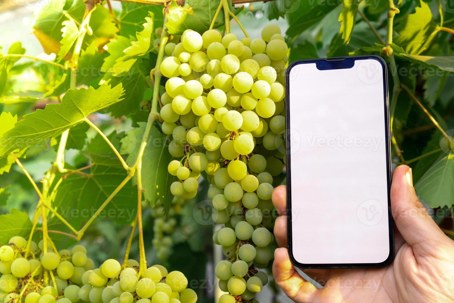 Farmer hand holding mobile phone with empty white screen. Mock up outside on farm agriculture concept. Green fresh grapes background. Harvesting technology innovations photo