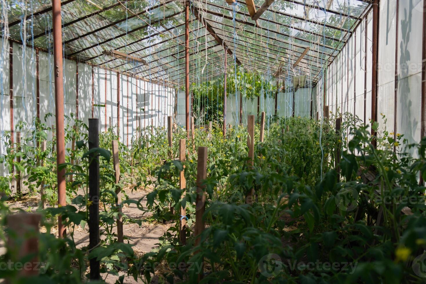 Glass Hothouse with green bush of raw grown tomatoes farming. Cherry tomatoes ripening on hanging stalk in greenhouse. Eco friendly vegan food produce photo