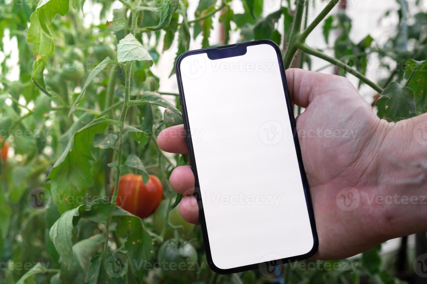 Farmer hand holding mobile phone with empty white screen. Mock up outside on farm agriculture concept. Red tomatoes background. Harvesting technology innovations photo