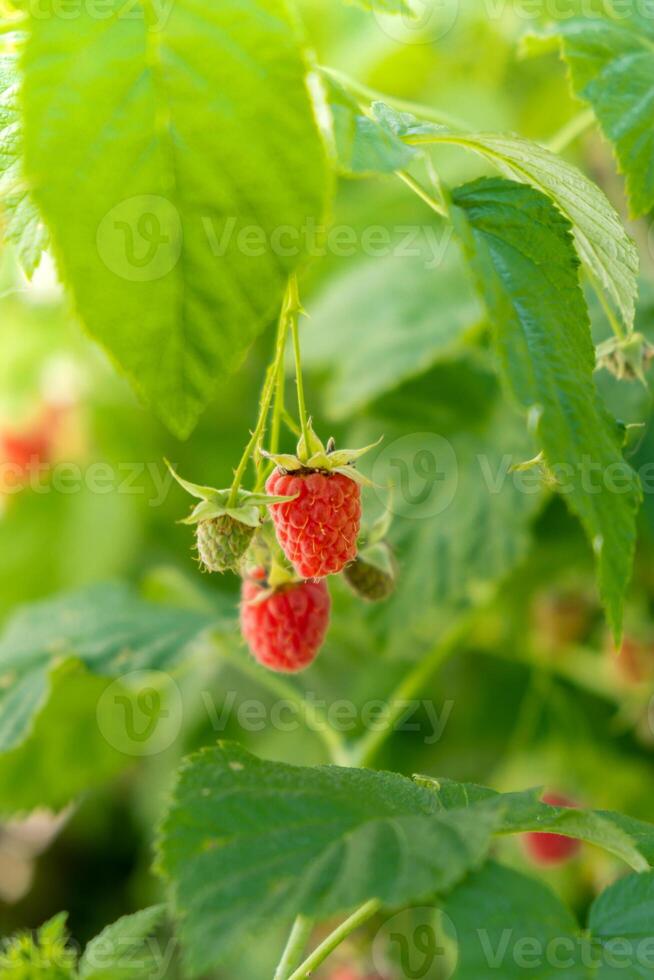 Close up of branch ripe red raspberries in garden on blurred green background. Locally grown organic fresh berries. Home gardening cottegecore life photo