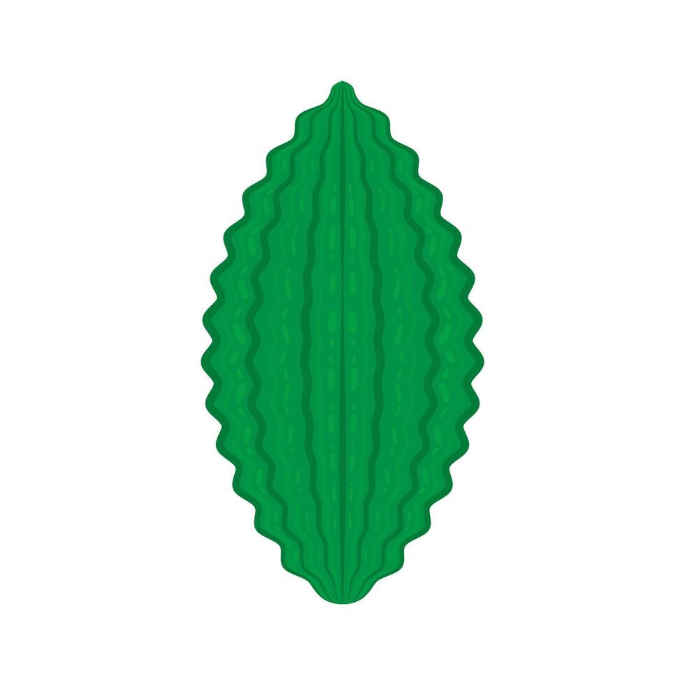 Bitter gourd . Bitter gourd on white background. vector