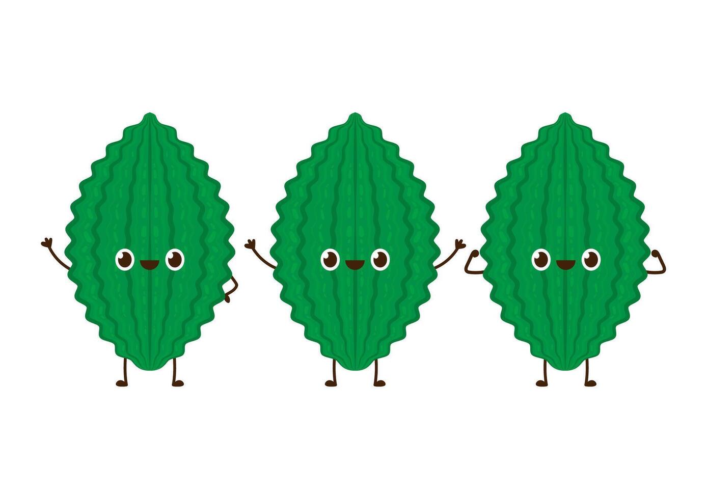Bitter gourd . Bitter gourd on white background. vector
