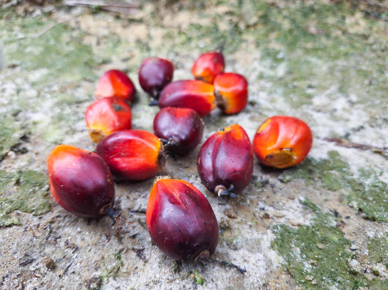 Ripe and red palm kernels photo