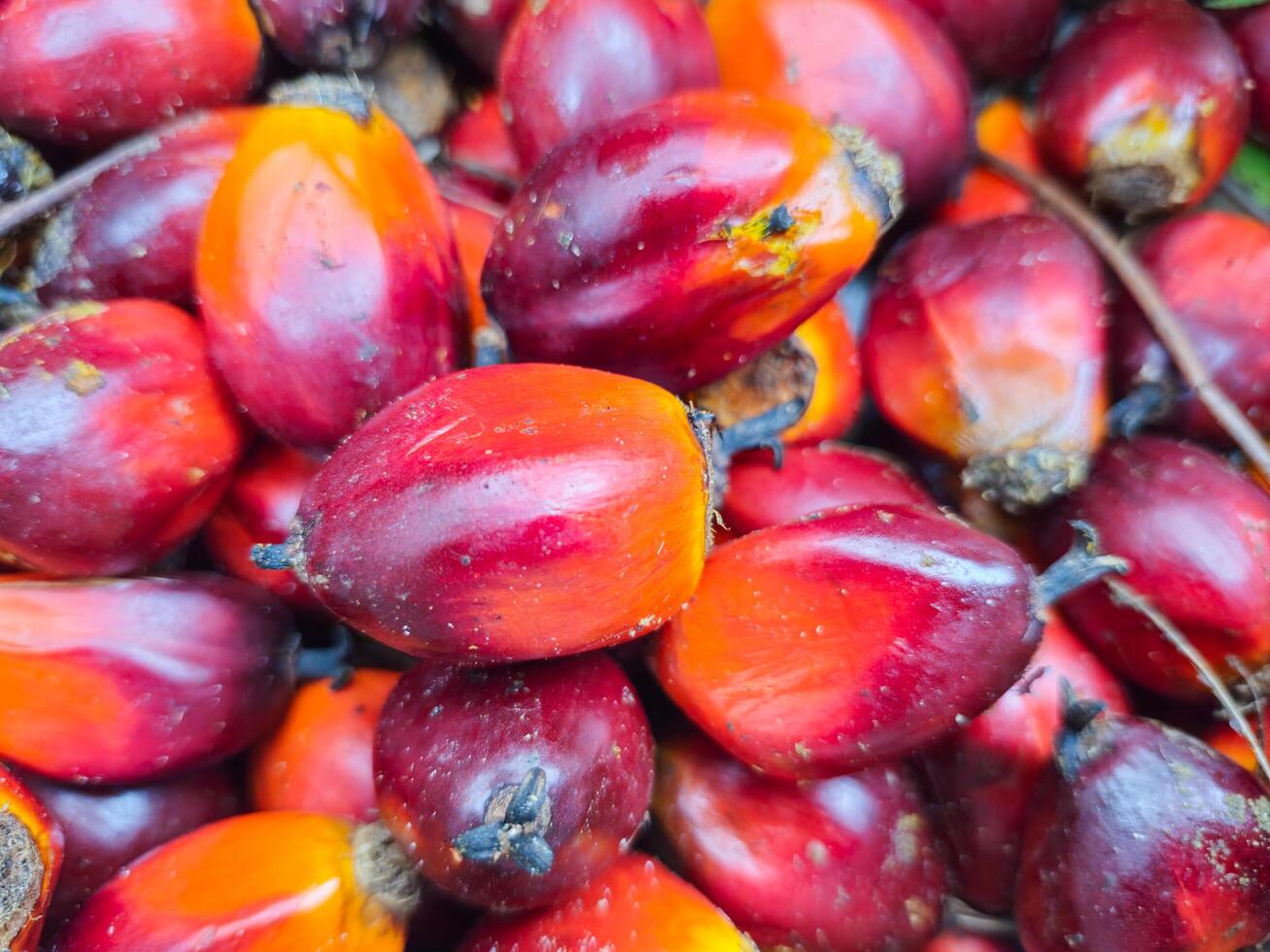Ripe and red palm kernels photo