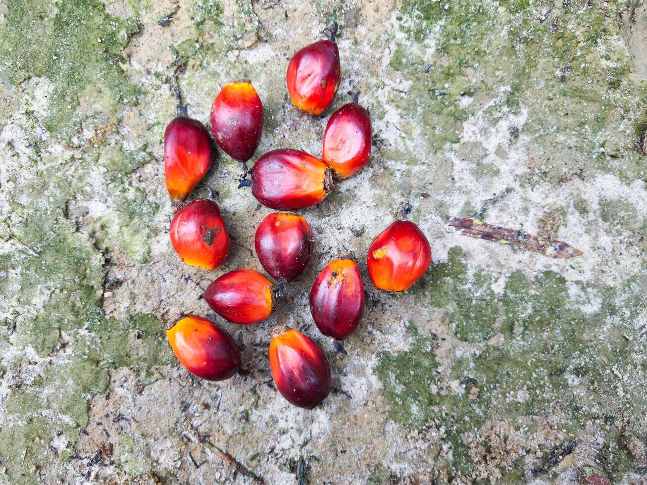 Ripe and red palm kernels photo