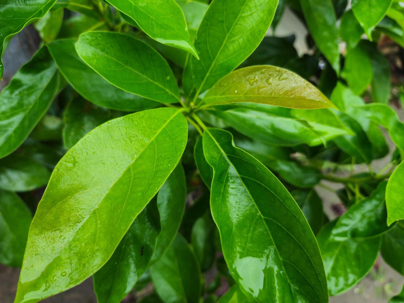 close up of avocado tree from top view photo