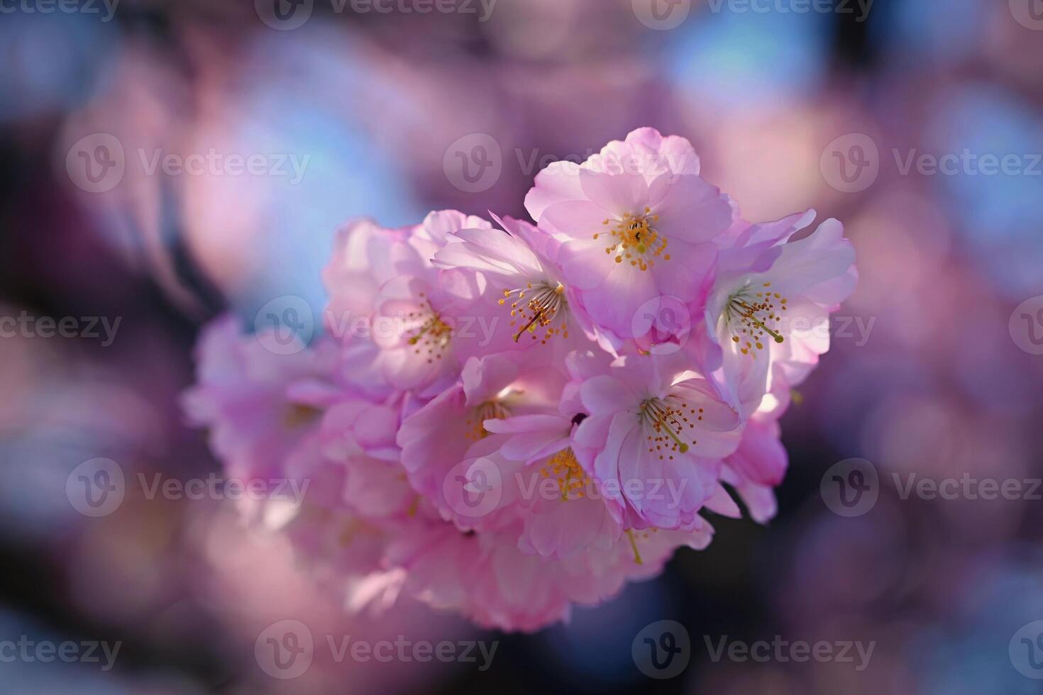 Spring background. Beautiful colorful blooming spring tree. Japanese cherry - Sakura. Nature background. photo