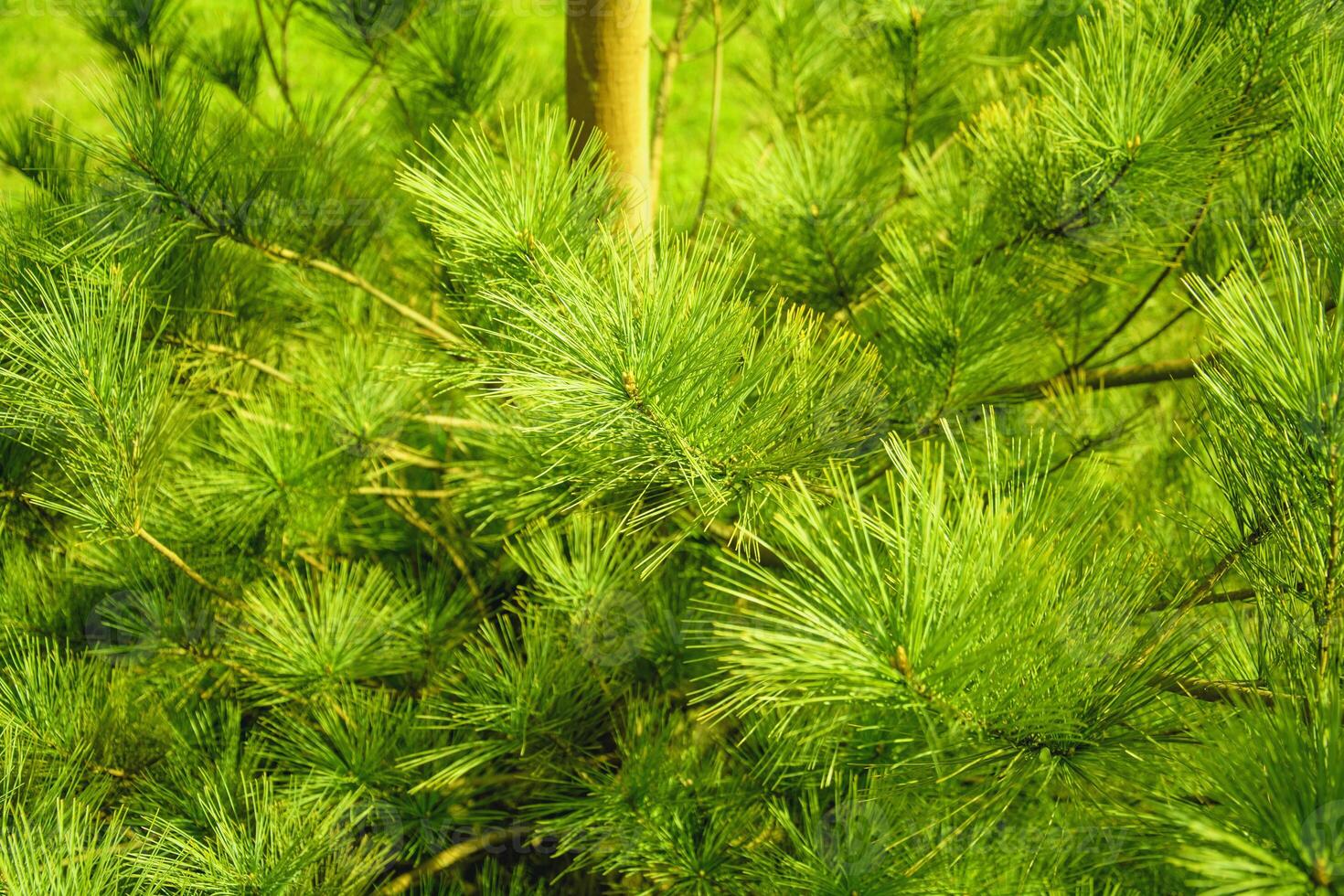 Background of pine needles against the background of the forest in the park photo
