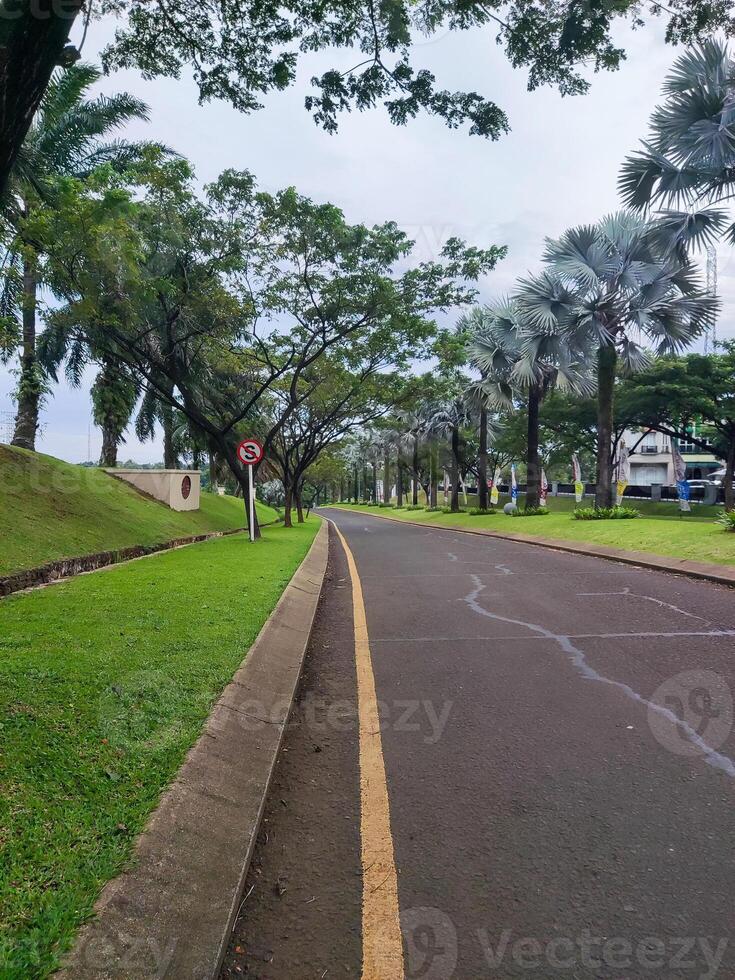 a road with trees and grass on both sides photo