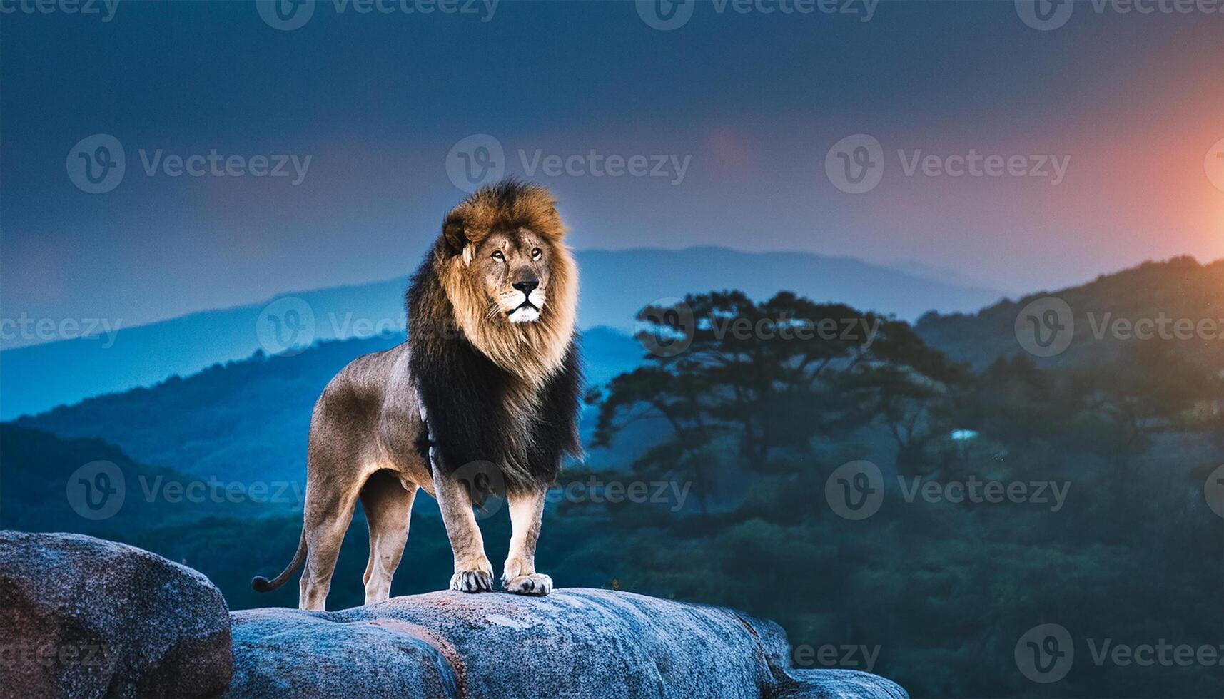 A majestic lion prepares to roar in the middle of the African savannah. photo