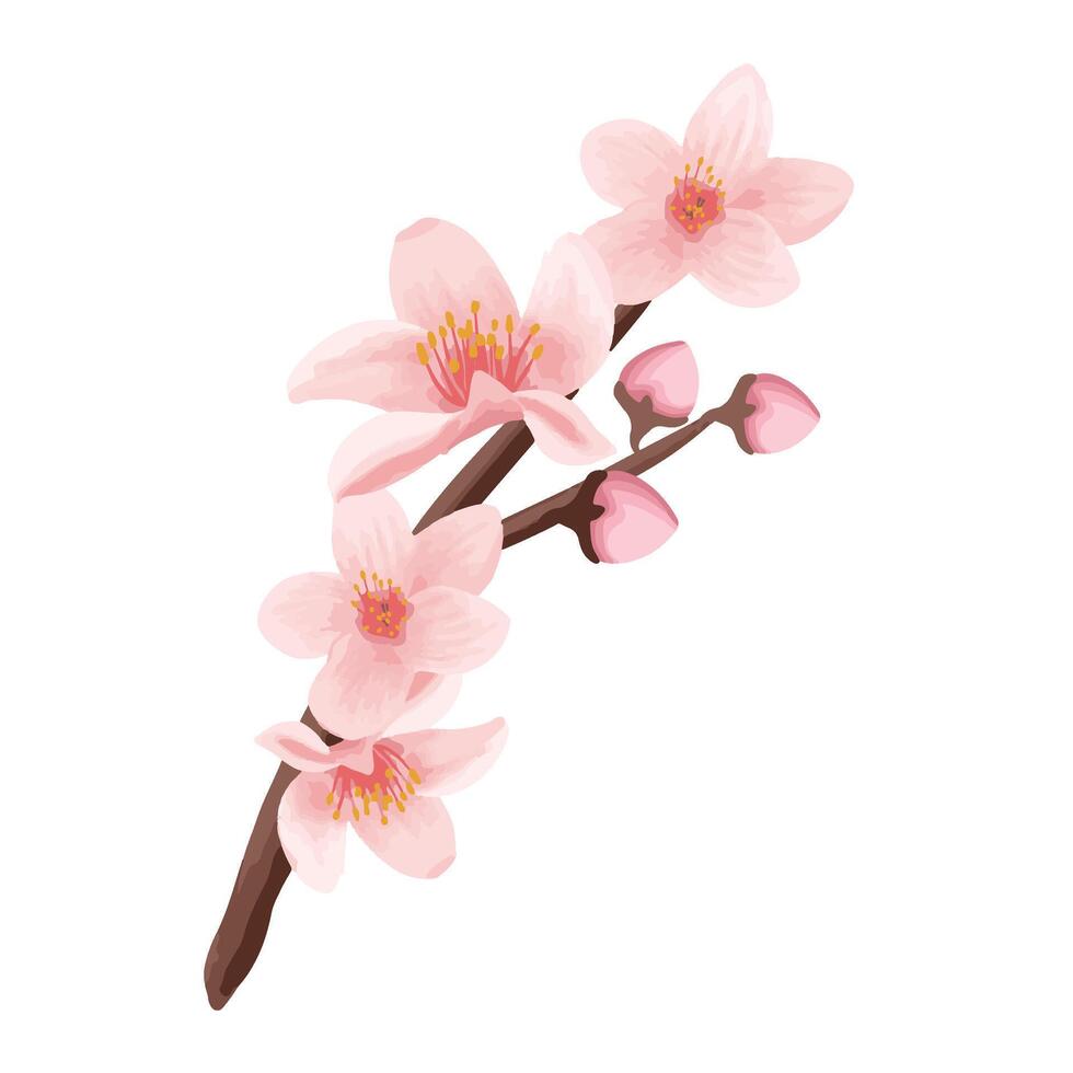 Peach Blossom Flower Water color Style vector