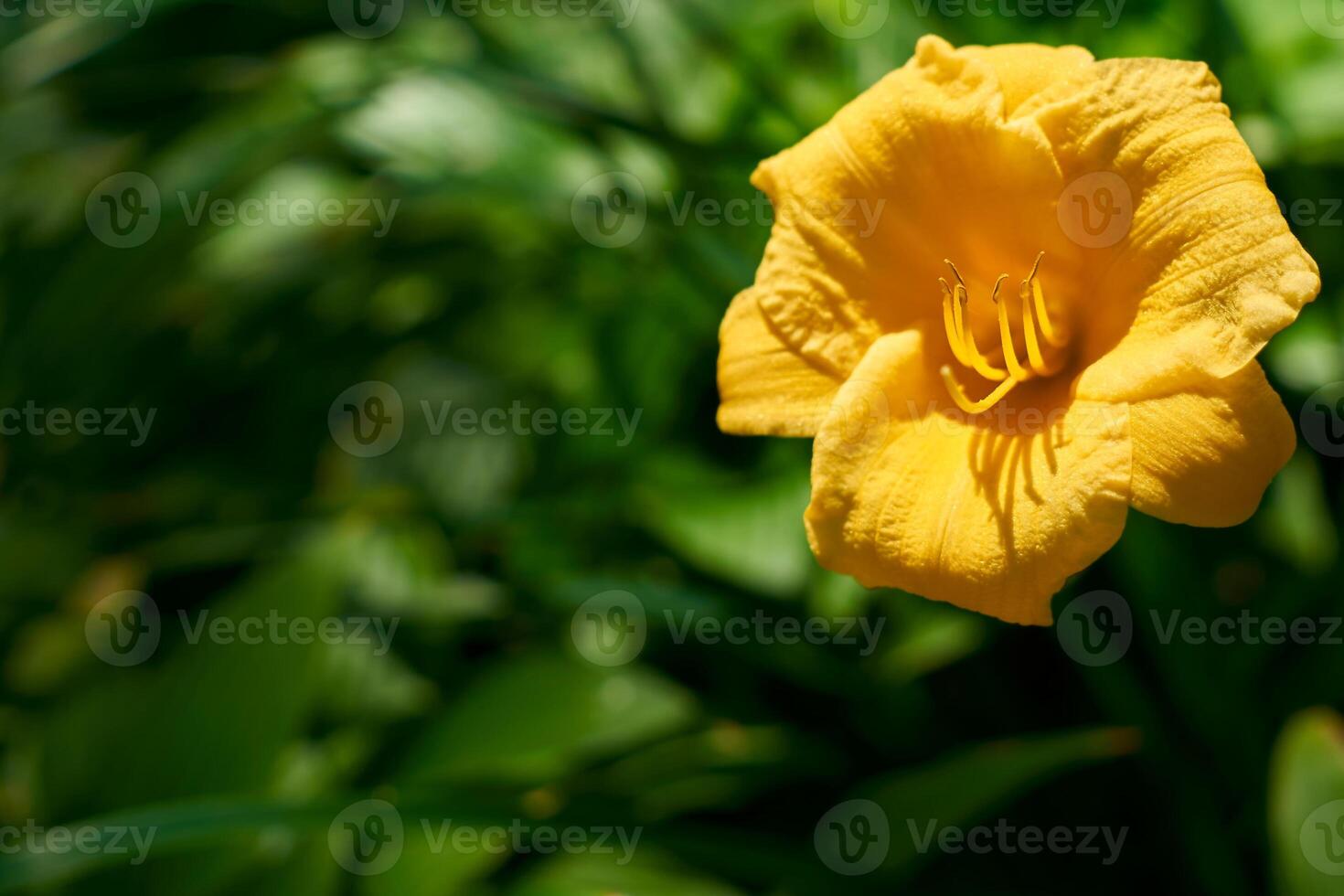 Delicate yellow Middendorf Daylily close up and fresh greenery in summer garden photo