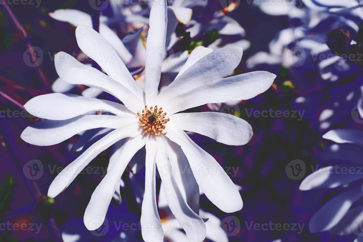 Tender magnolia white flower in purple shadow photo
