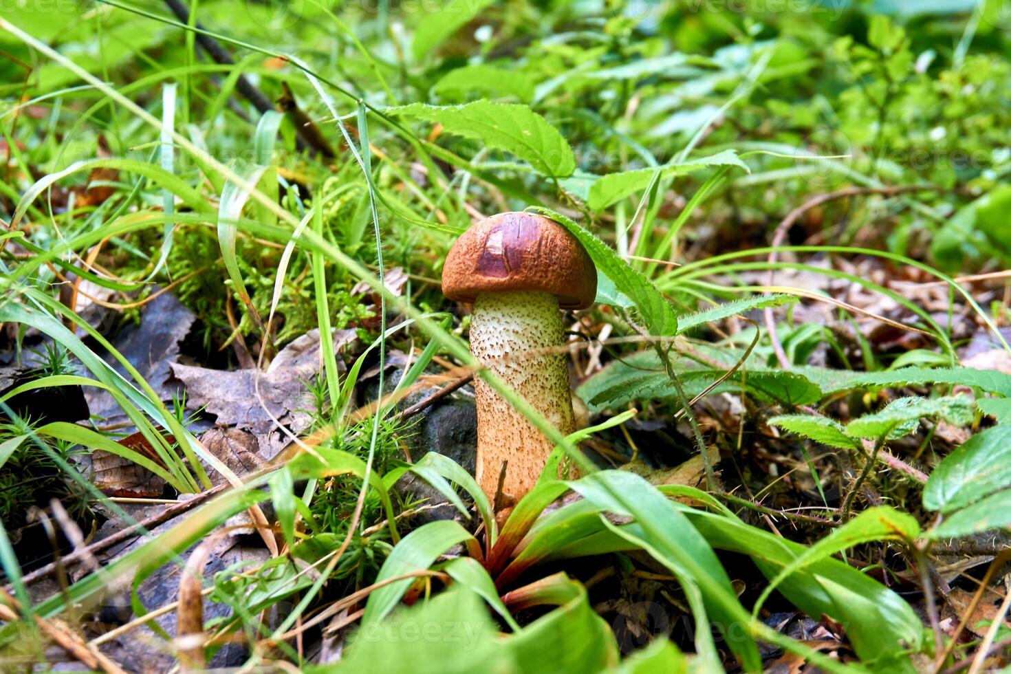 Brown tasty mushroom boletus among green grass, warm day, forest photo