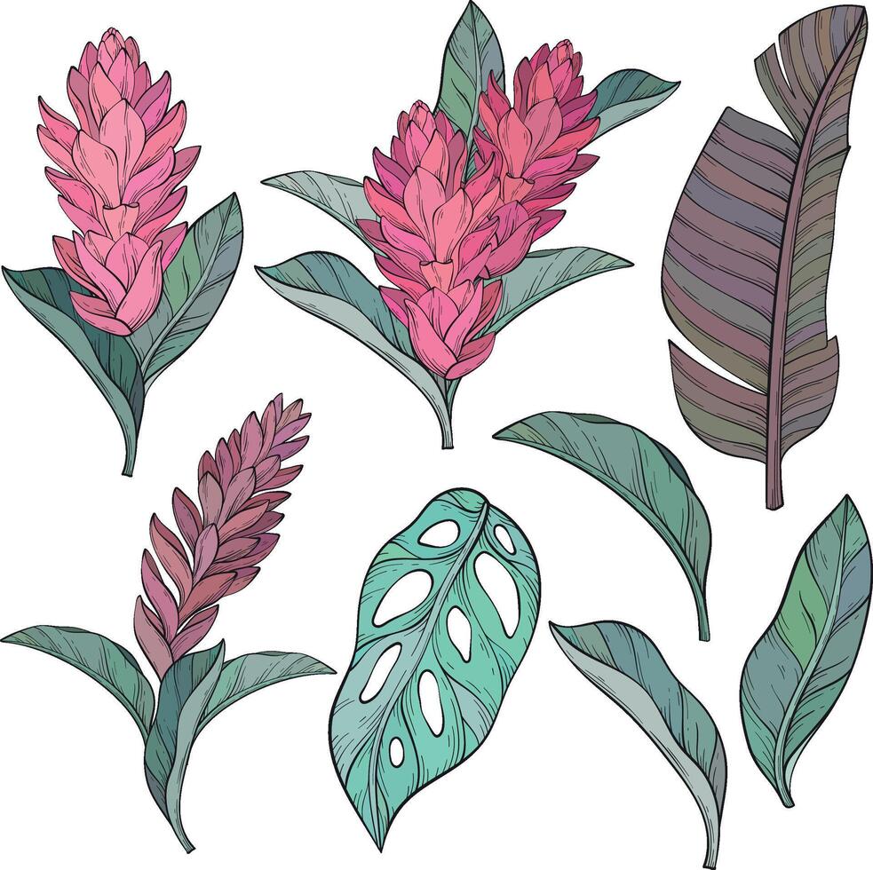 Set of hand drawn alpinia purpurata exotic ginger flower and tropical plants. vector