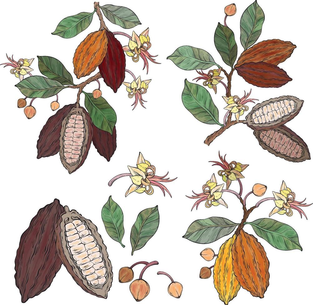 Set of cocoa leaves, flowers and fruits of cocoa beans on blue background. vector