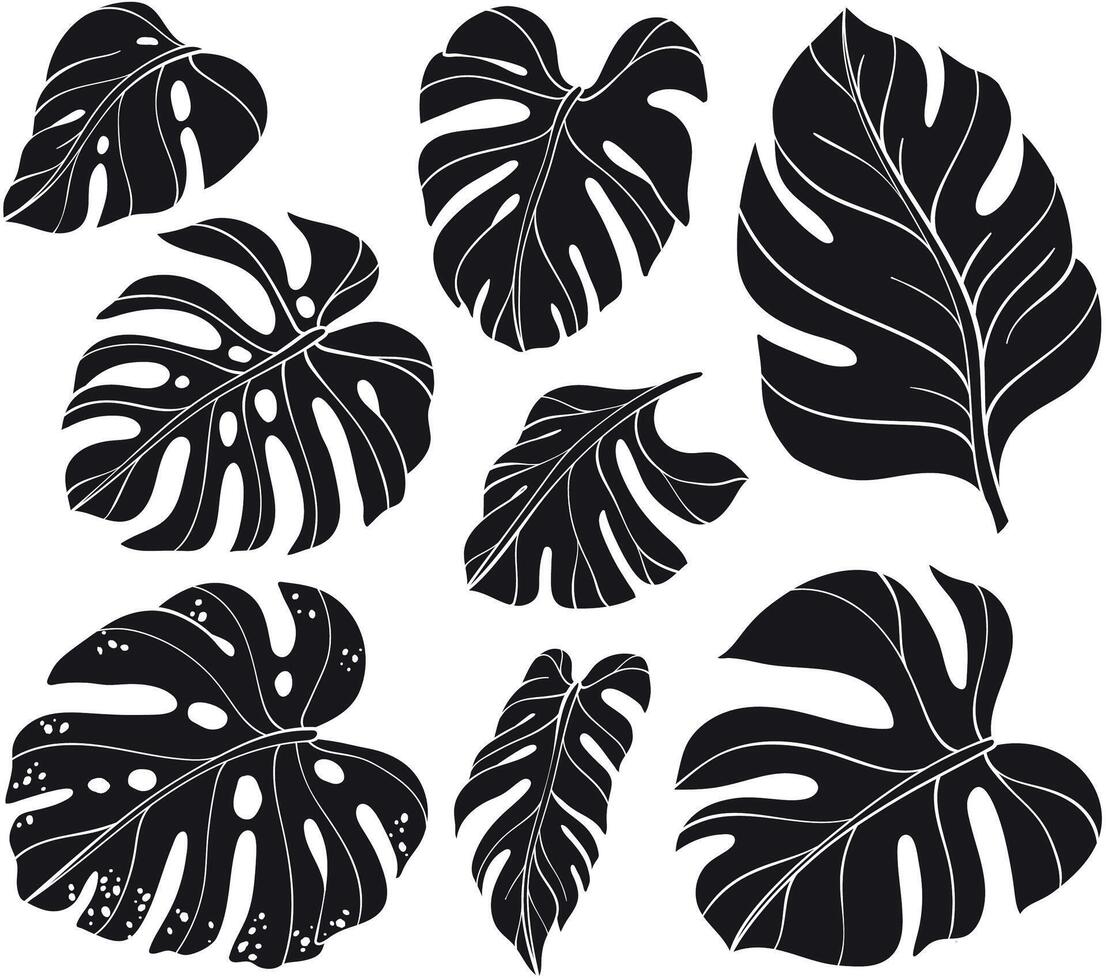 silhouettes of leaf monstera set. illustration on white background, leaves collection vector