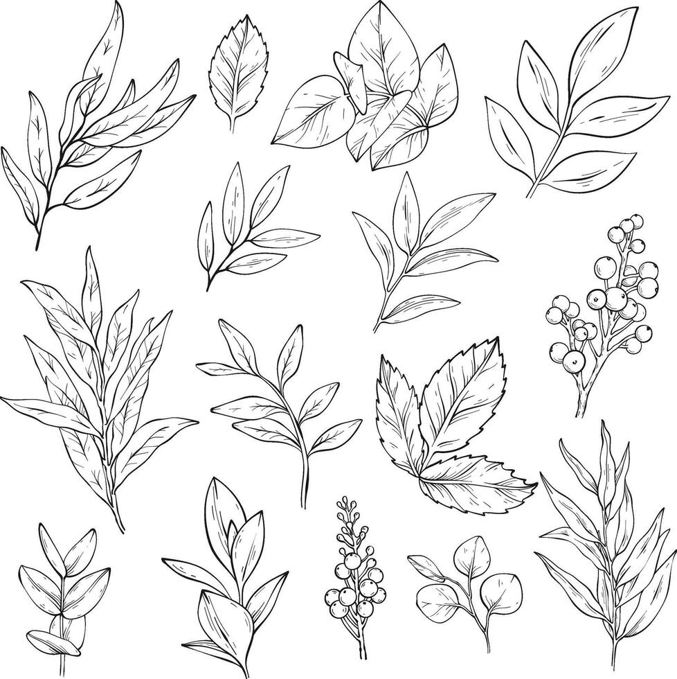 sketch of set of different branches with leaves and berries. vector