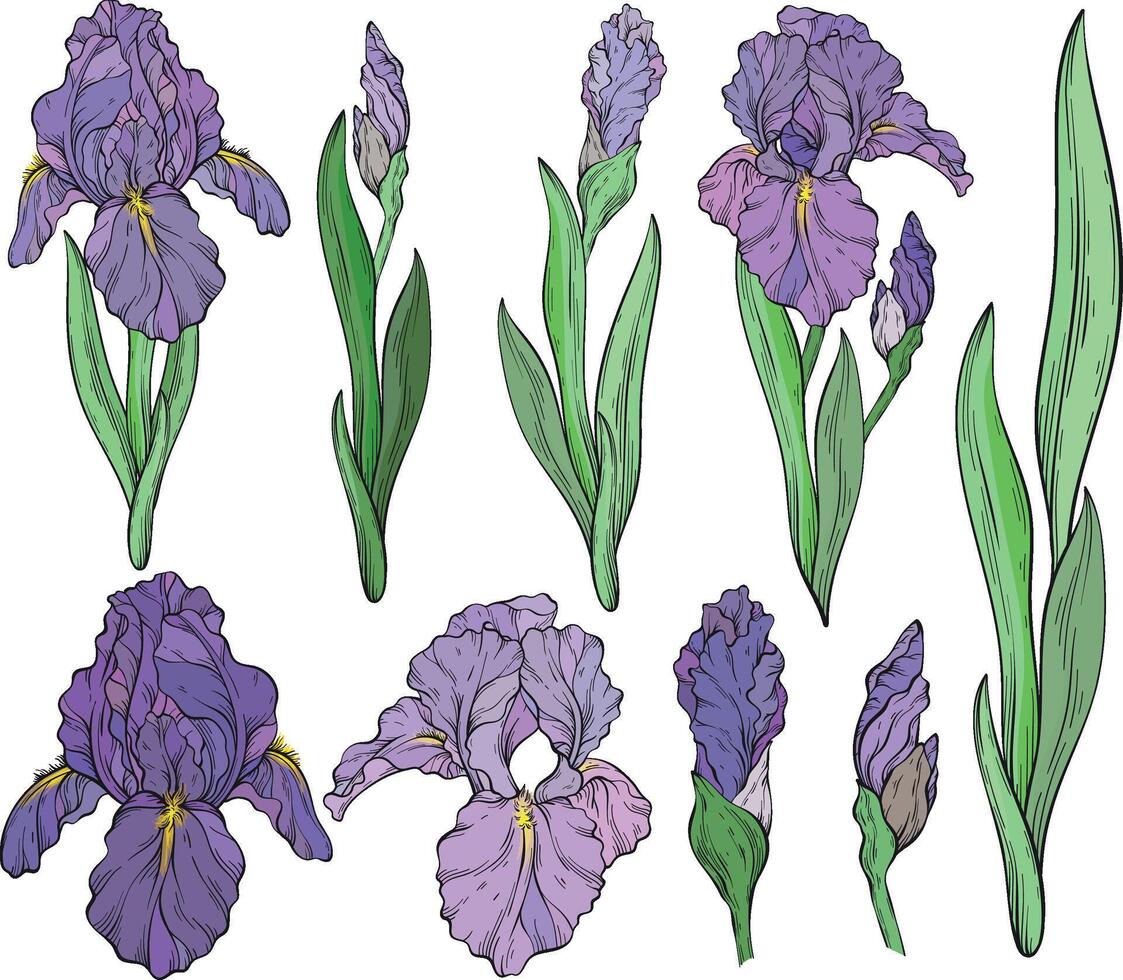 Set of iris flowers and leaves. Spring floral print, decorative botanical background with hand drawn plants. vector