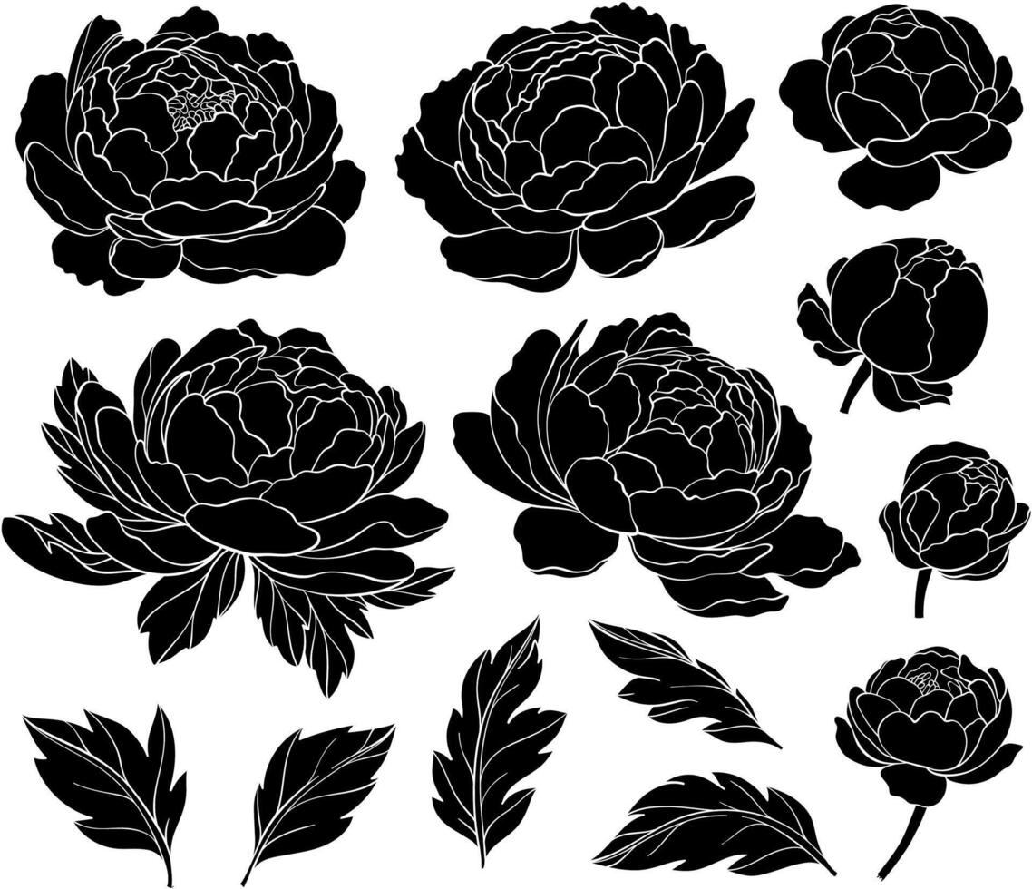Set of silhouettes of peony flowers. Collection of peony flower buds and leaves. Botany. illustration of floral decoration for print. vector