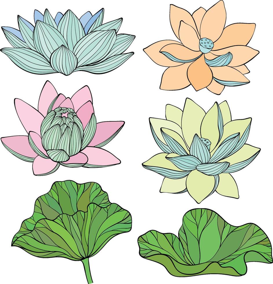 Set of lotus. Lotus flowers line art. vector
