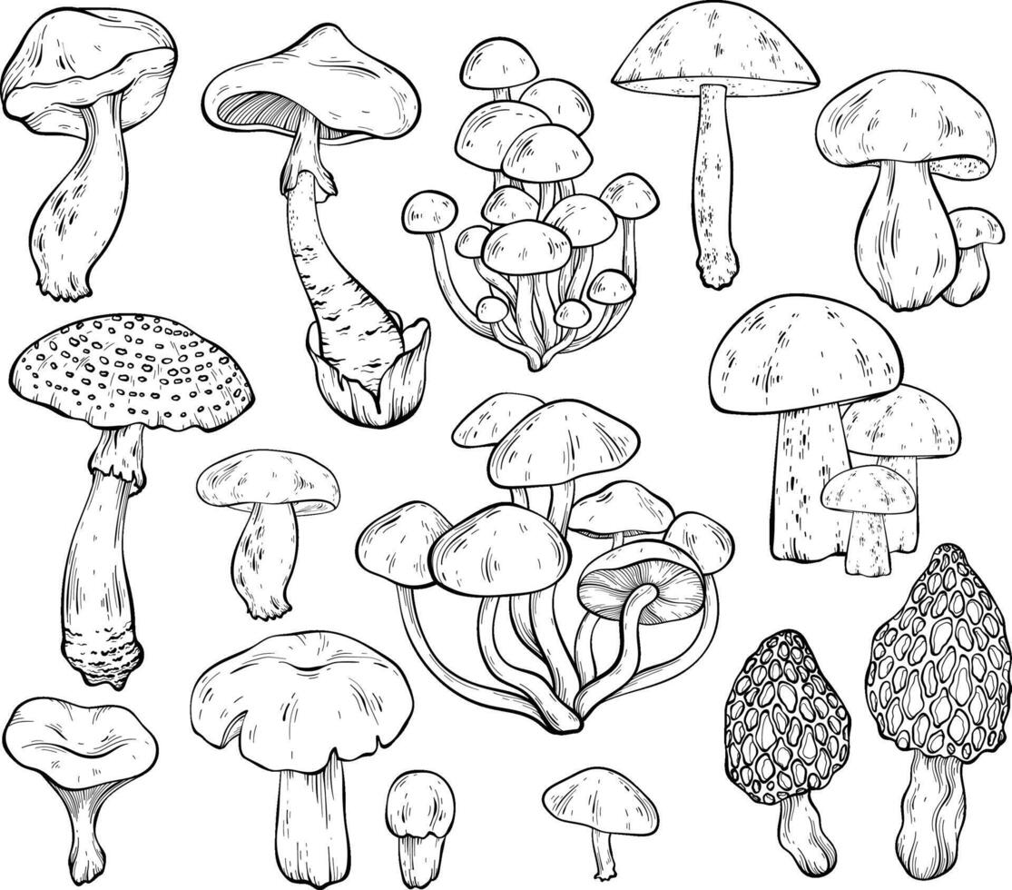 Set of different mushrooms, graphic drawing with lines, black and white cut truffle, porcini mushroom, shiitake and chanterelles isolated. vector