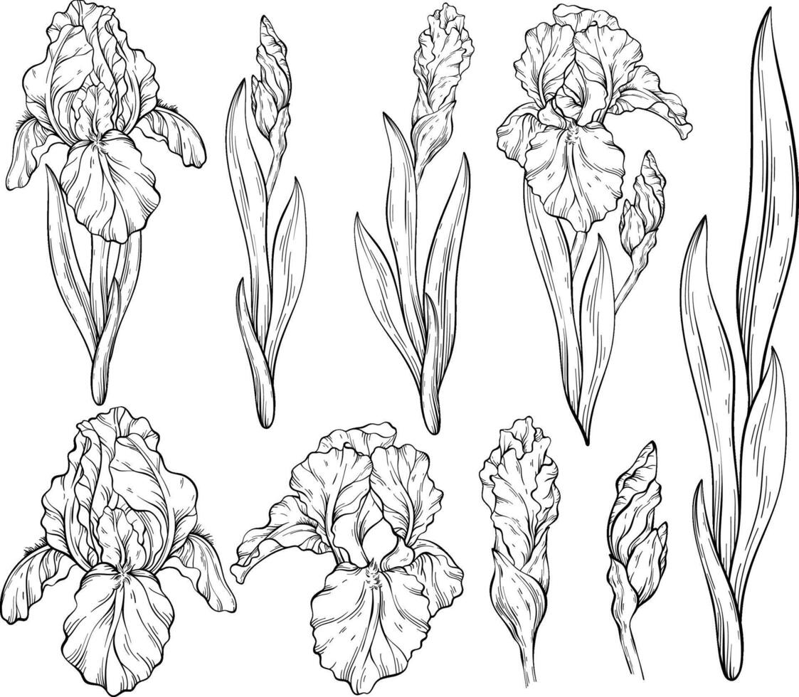 Set of iris flowers and leaves. Black and white. Spring floral print, decorative botanical background with hand drawn plants. vector
