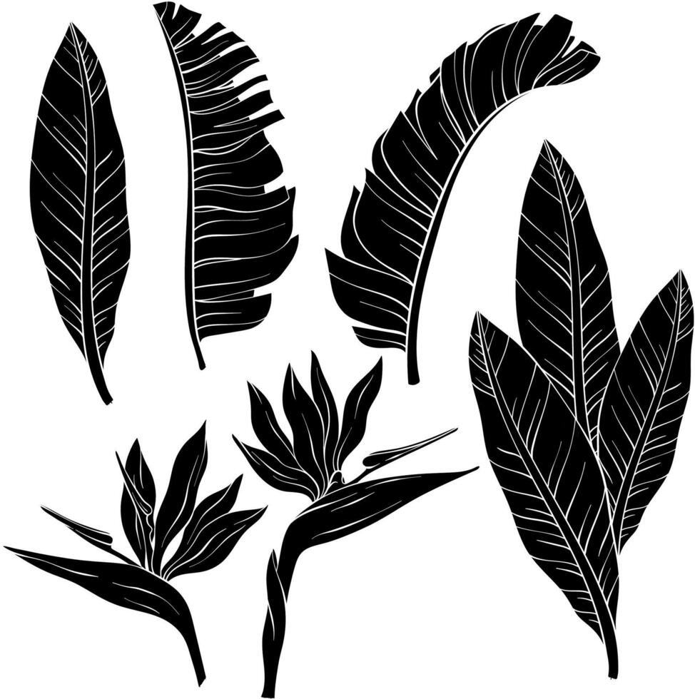 Set of tropical bird of paradise flowers and leaves of Strelitzia Reginae. Silhouettes vector