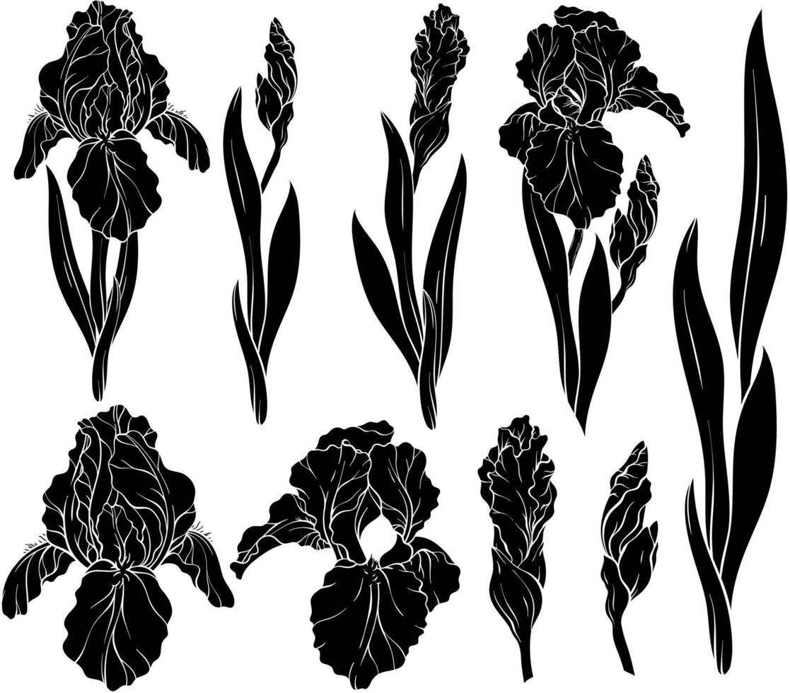 Set of silhouettes of iris flowers and leaves. Spring floral print, decorative botanical background with hand drawn plants. vector