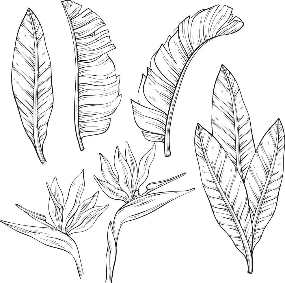 Set of tropical bird of paradise flowers and leaves of Strelitzia Reginae sketch vector